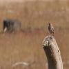 Wood Lark